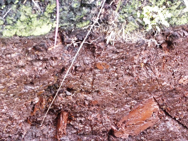 Peat Soil with Organic Remains