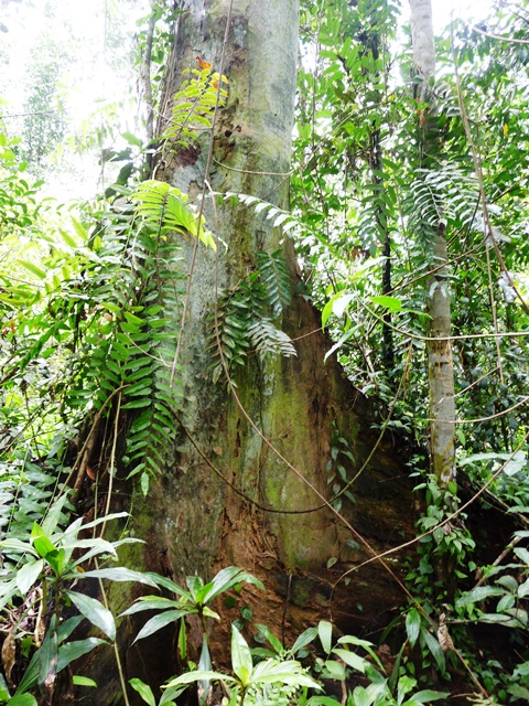 Big Tree in Serapung’s “Hutan Desa”