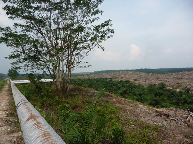 Oil Palm Replanting, Riau