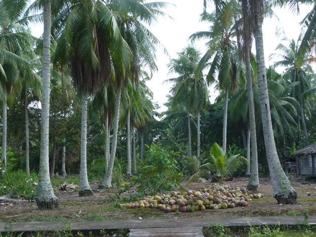 Coconut Trees at Teluk Lanus