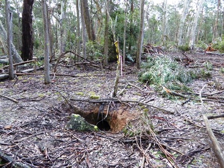 湿地状のグレンボッグの森には150ものウォンバットの巣穴が確認されている