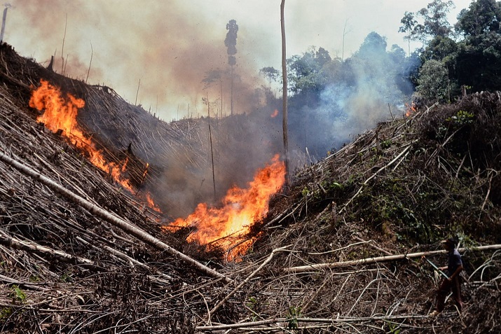 ⑤伝統的な焼き畑は、森林破壊にはつながらない