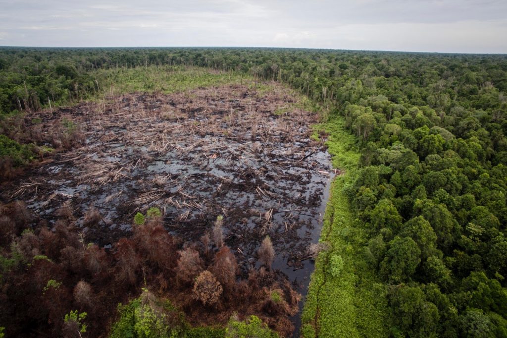 写真：インドネシアルーセル・エコシステム」内のシンキル・ベンクン熱帯低地林地域。 パーム油生産の農園開発のために排水され、火入れで皆伐された泥炭林 ©Nanang Sujana / RAN