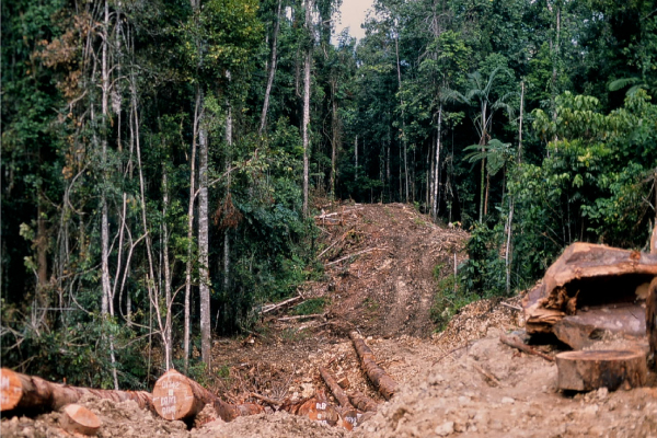 熱帯 林 の 破壊